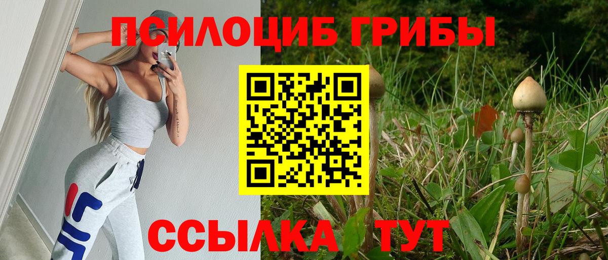 Псилоцибиновые грибы Psilocybe Фрязино